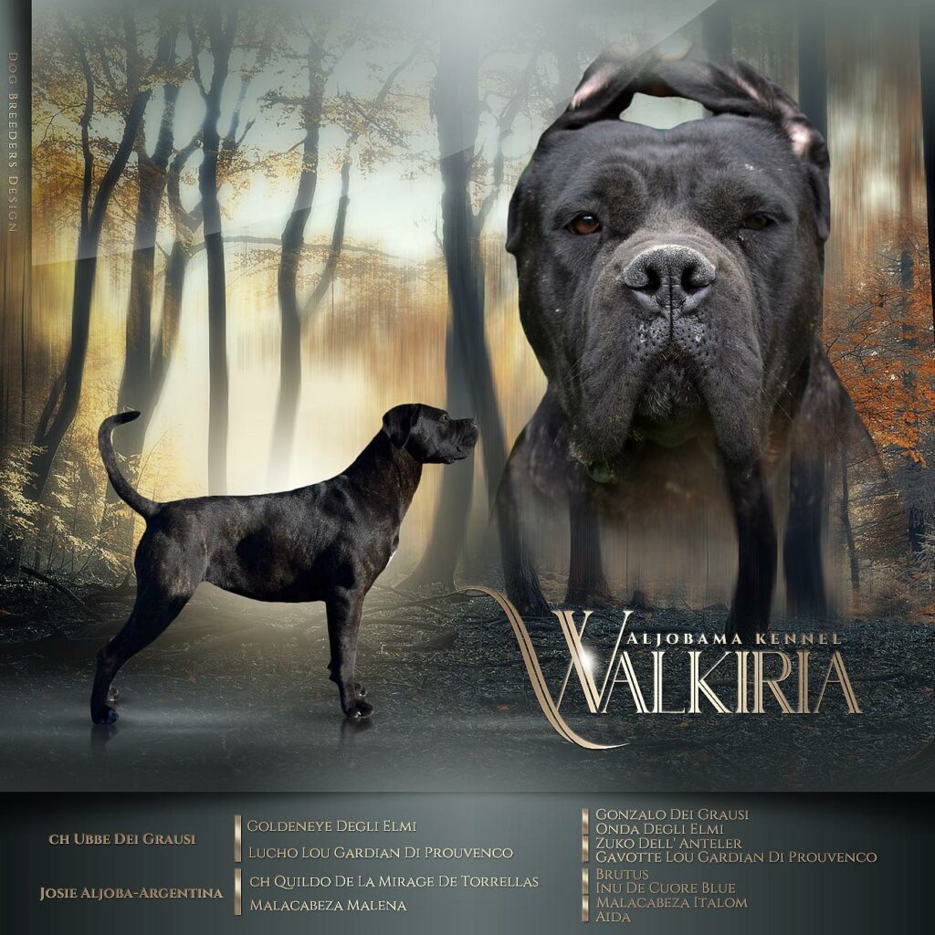 Características Cane Corso Walkiria