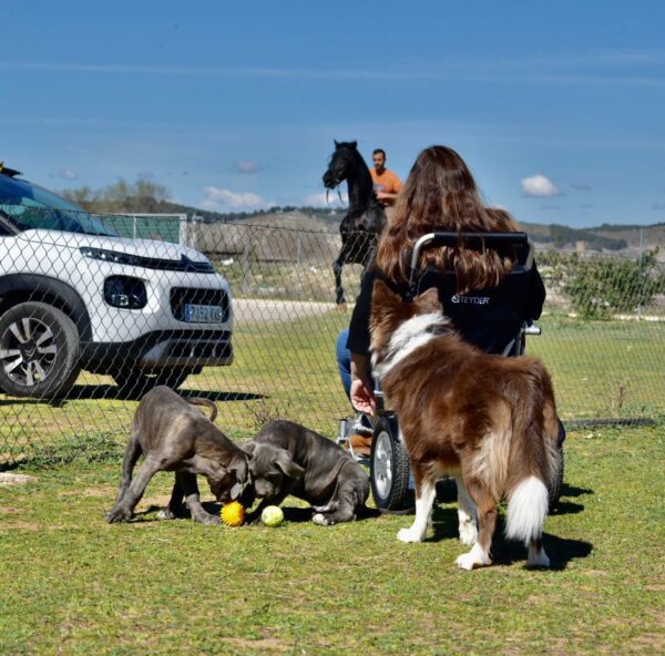 socialización cane corso
