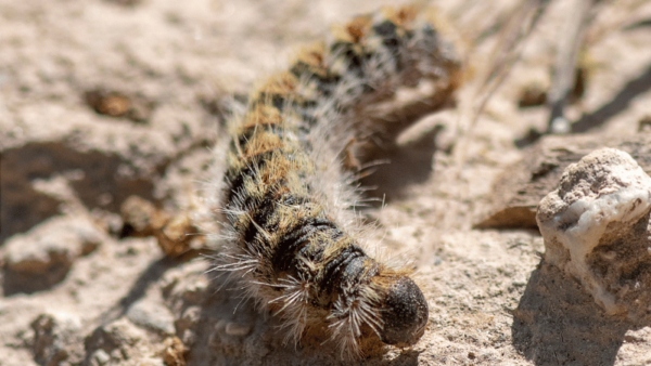 oruga procesionaria peligrosa perros