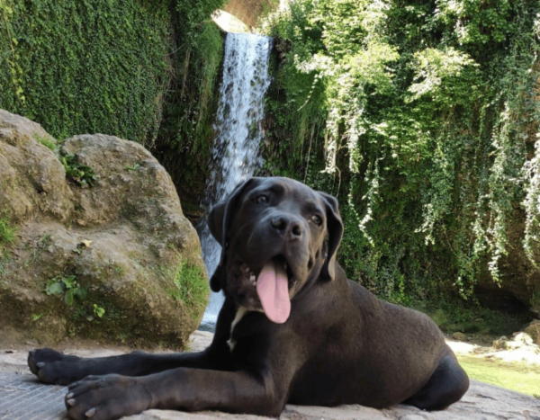 torsion estomago cane corso