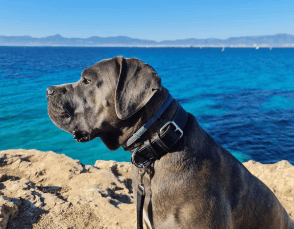 CANE CORSO PLAYA