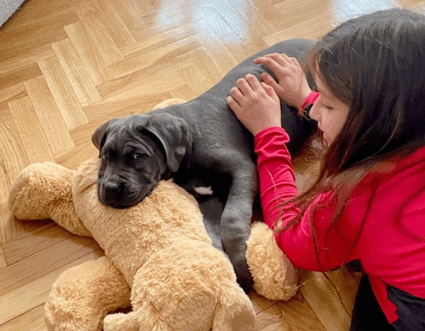 caracteristicas cane corso españa