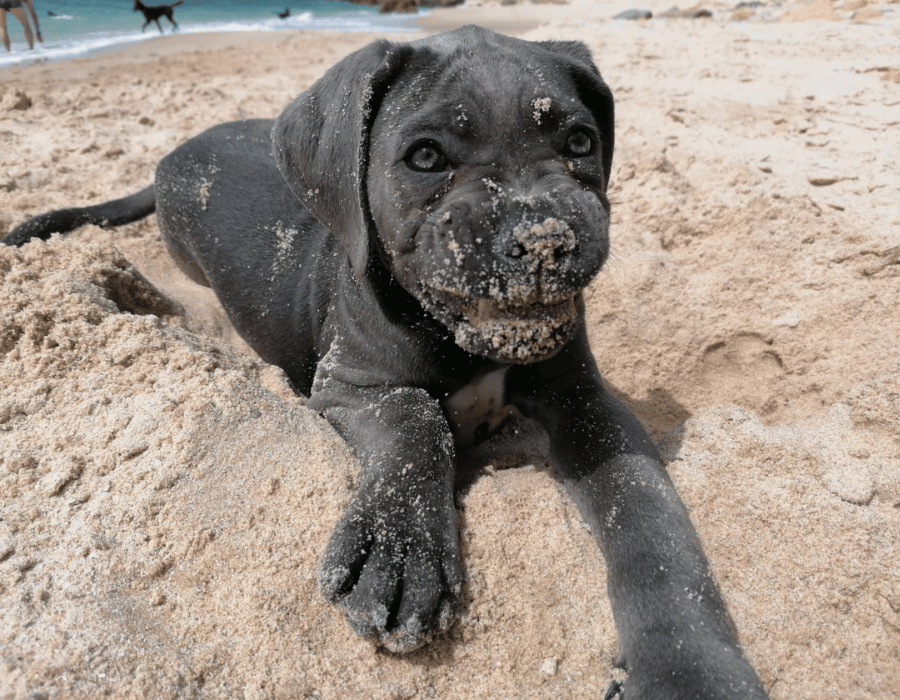 baños cane corso