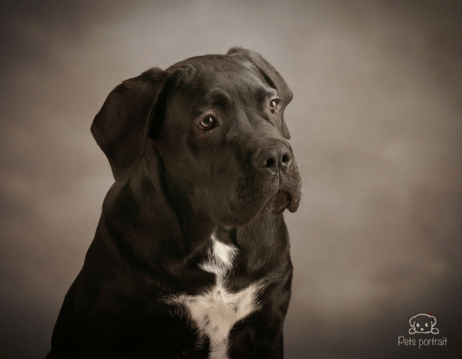 cane corso españa