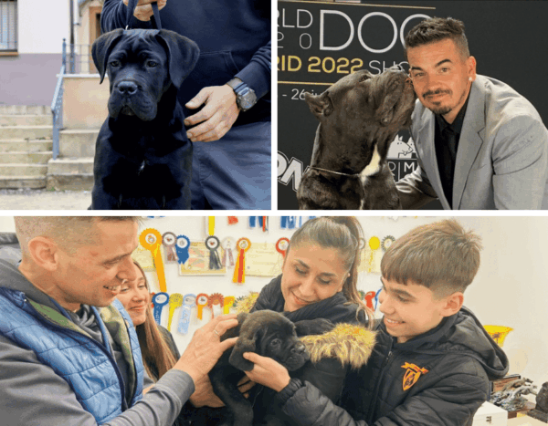 VIVIR CON UN CANE CORSO
