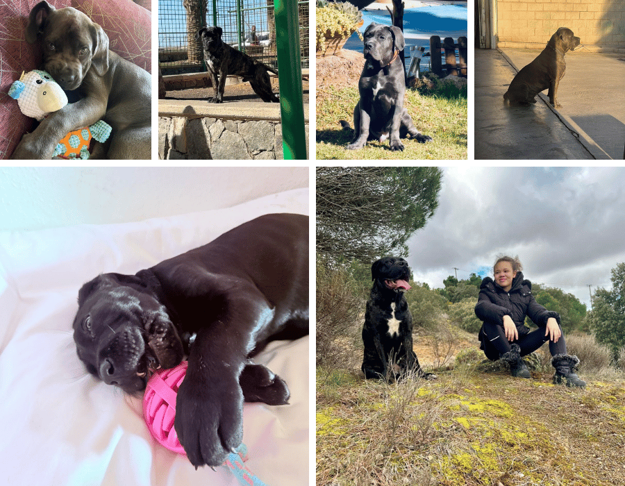 cane corso madrid