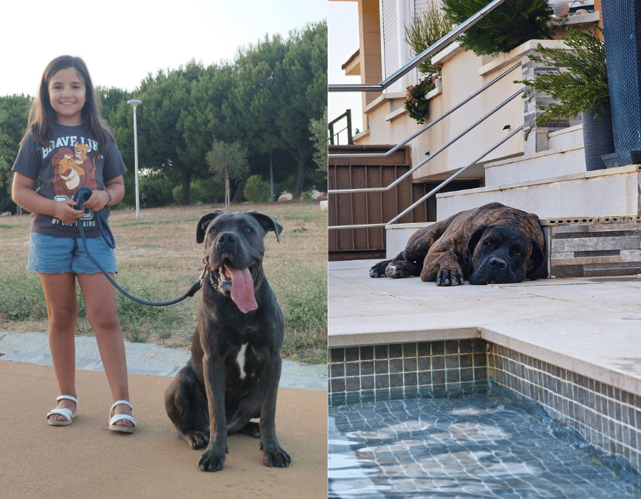 como elegir macho o hembra cane corso
